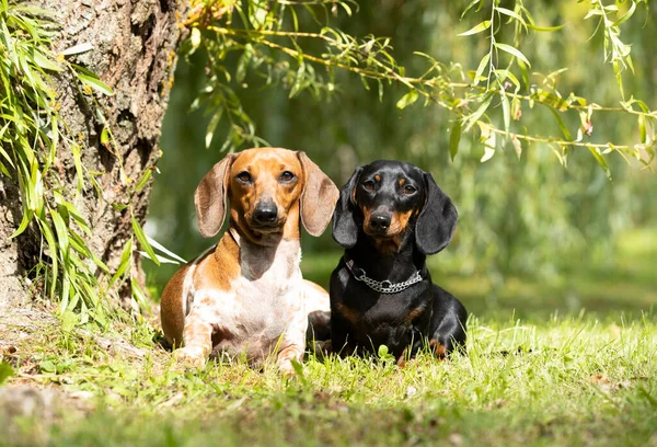 Dachshund Σκυλί Μαύρο Μαύρισμα Χρώμα Και Dachshund Σκυλί Piebald Φόντο — Φωτογραφία Αρχείου