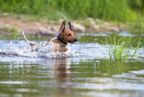 ダックスフントは水の中に飛び込み ストック写真