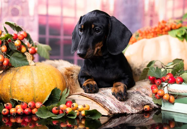 Köpekler Dachshundlar Köpek Yavrusu Balkabaklarından Sonbahar Dekoru Böğürtlen Yapraklar — Stok fotoğraf