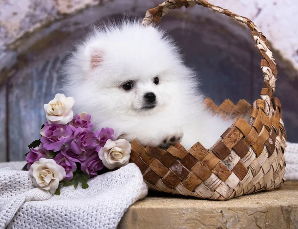 Purebred Spitz Ras Familie Vriendelijke Grappige Pom Hond — Stockfoto