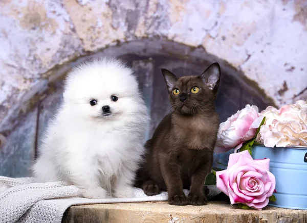 猫と犬子犬白い子猫の色とチョコレート — ストック写真
