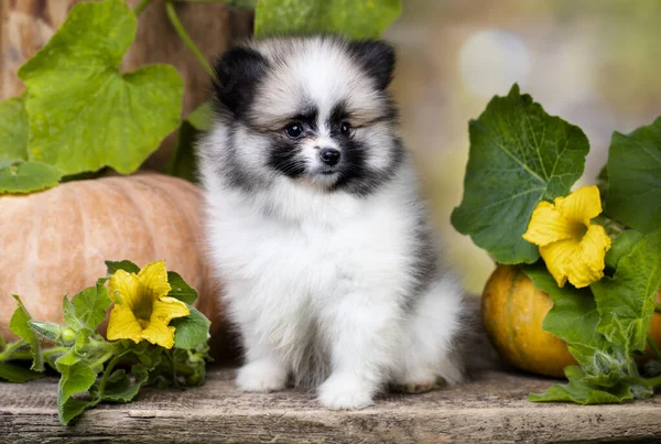 Roliga Pommerska Hundar Och Två Pumpa Halloween — Stockfoto