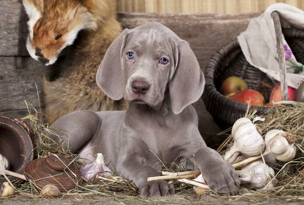 Weimaraner puppy — Stok Foto