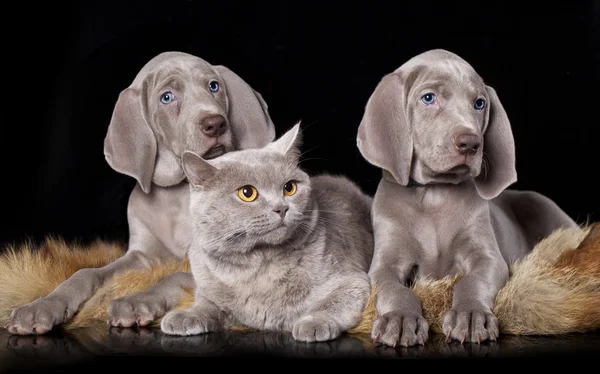 Cachorro y gato — Foto de Stock