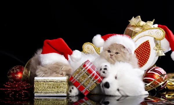 Kattunge och valp med santa hattar — Stockfoto