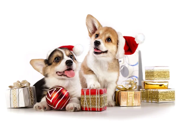 Cão em um chapéu de Papai Noel e presente — Fotografia de Stock