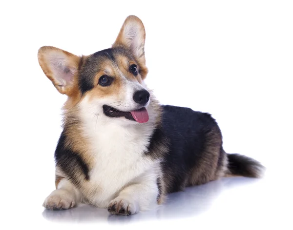 Pembroke walesisk corgi — Stockfoto