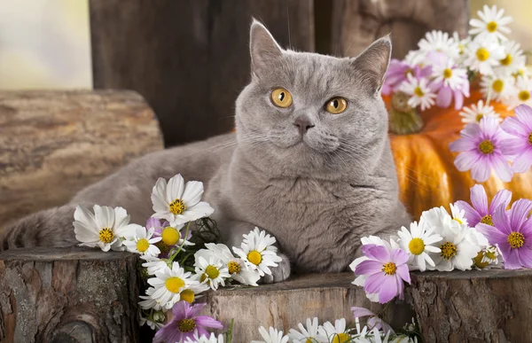 Gato britânico e flores — Fotografia de Stock