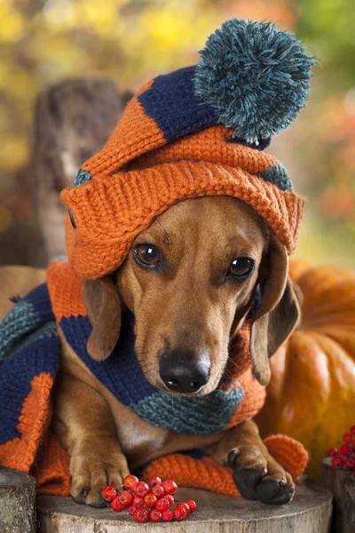 Cão dachshund chapéu de malha e cachecol — Fotografia de Stock