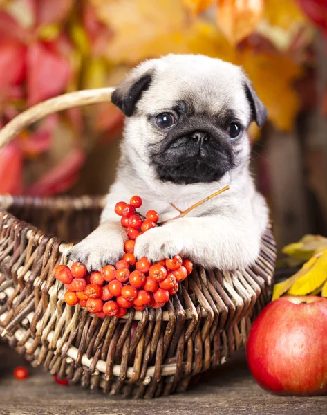 Pug cucciolo su sfondo nero foglie autunnali — Foto Stock