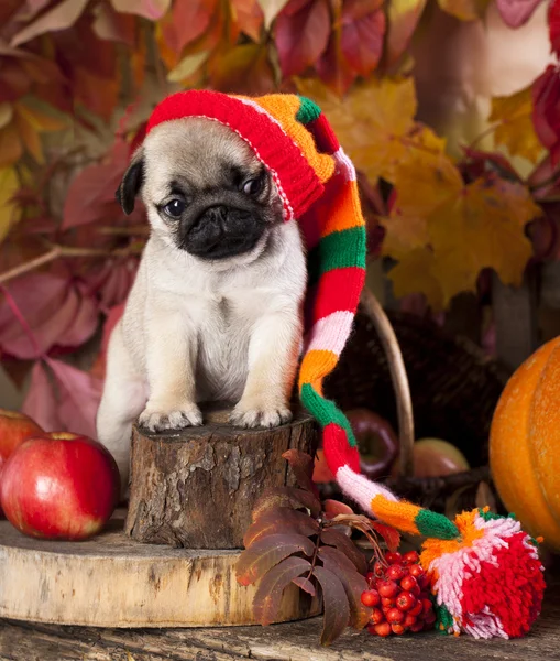 Pug puppy in hat — Stock Photo, Image