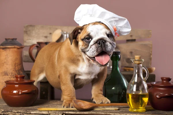 Angol Bulldog kiskutyák a szakács a kalapját — Stock Fotó