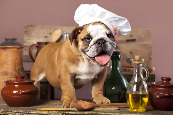 Chiots Bulldog anglais dans le chapeau du chef — Photo