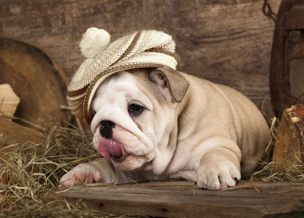 Inglés Bulldog puppies in retro hat — Foto de Stock