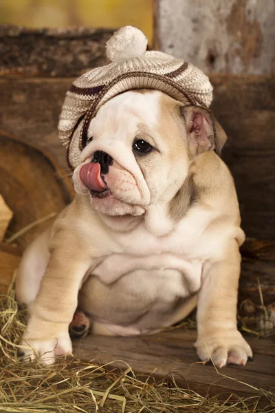 Engels Bulldog pups in retro hoed — Stockfoto