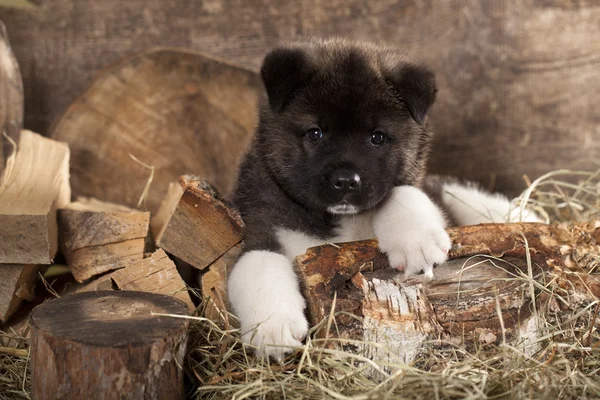 American Akita catelus — Fotografie, imagine de stoc