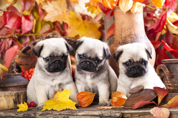 Pug puppy — Stock Photo, Image