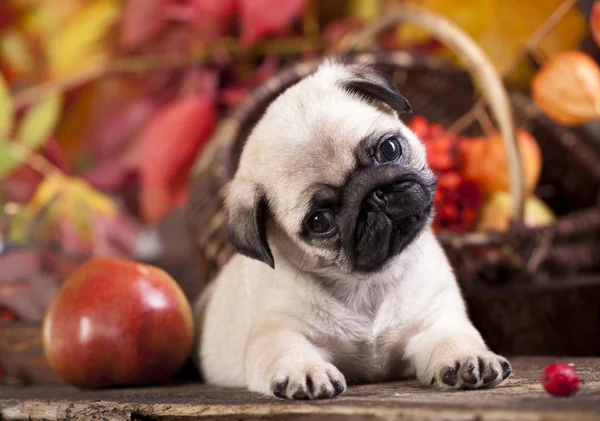 Cucciolo di carlino — Foto Stock