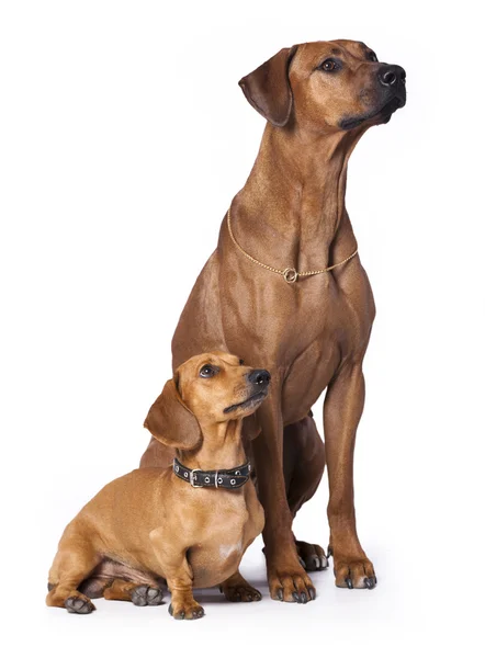 Group dog — Stock Photo, Image