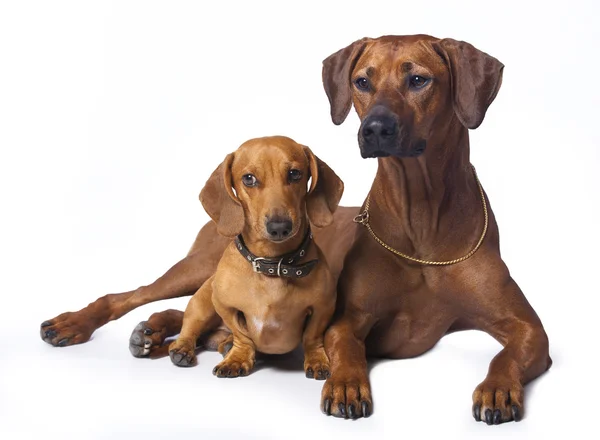 Grupp hund — Stockfoto