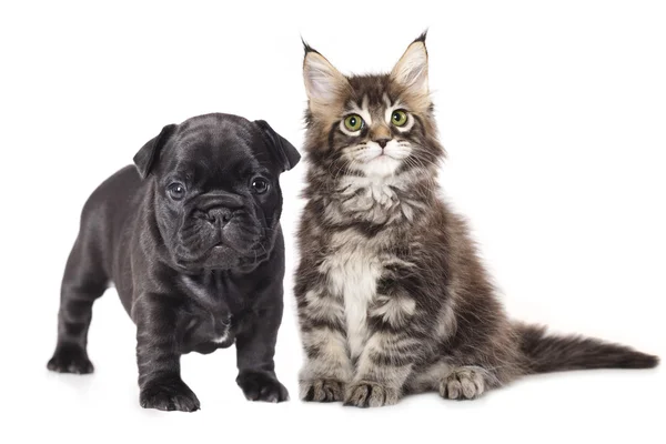 개와 고양이의 그룹 스톡 사진