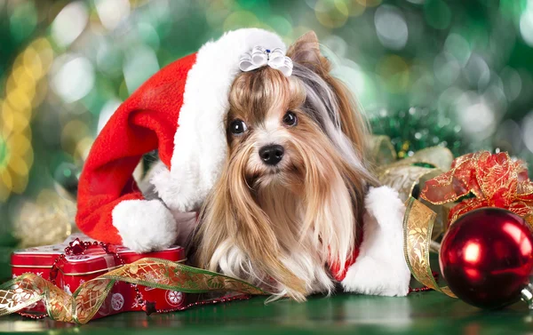 Χριστουγεννιάτικο σκυλί Εικόνα Αρχείου