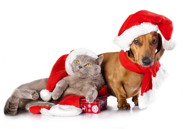 Рождественская кошка и собака — стоковое фото