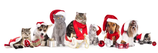 Kerstmis kat en hond — Stockfoto