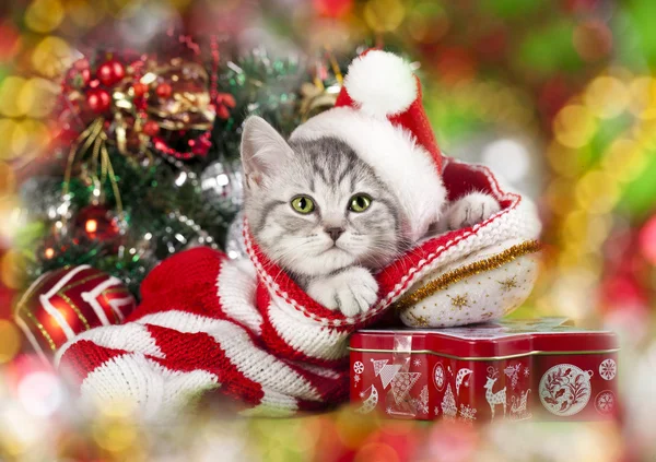 Gattino di Natale — Foto Stock