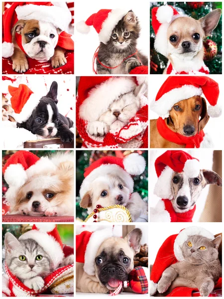 Kitten and puppy — Stock Image Kitten and puppy Royalty Free Stock Photos