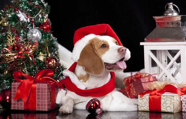 Cão beagle em um chapéu de Papai Noel e presente — Fotografia de Stock