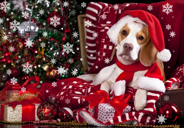 Perro beagle en un sombrero de Santa Claus y presente —  Fotos de Stock