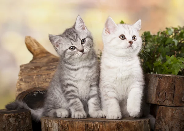 Little kittens — Stock Photo, Image