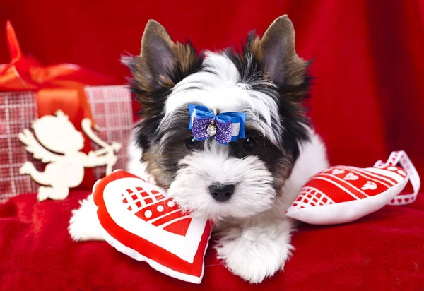 York terrier ve el yapımı kalpler kunduz — Stok fotoğraf