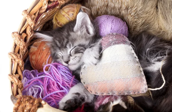 Uyumayan yavru kedi ve kalp yastık — Stok fotoğraf