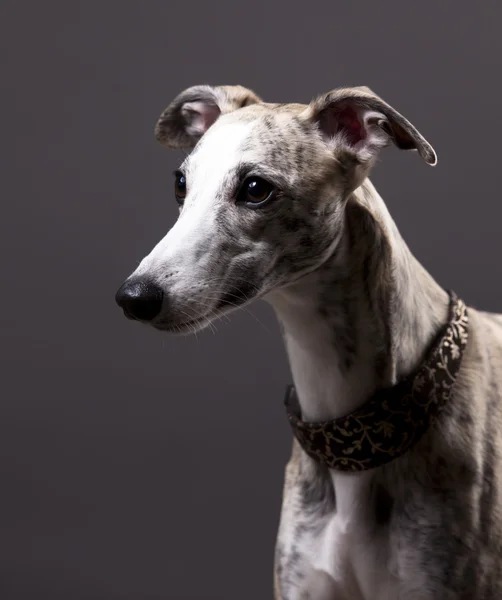 Whippet hund — Stockfoto