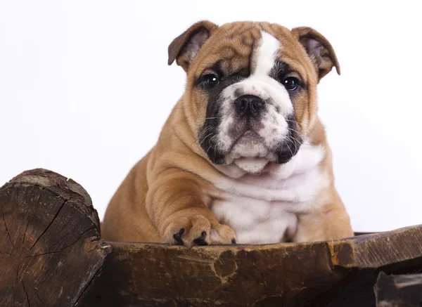 Engelse Bulldog — Stockfoto