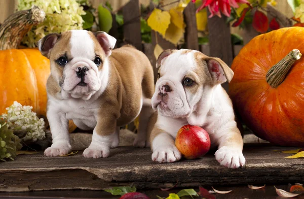 Cachorros buldogues e abóbora — Fotografia de Stock