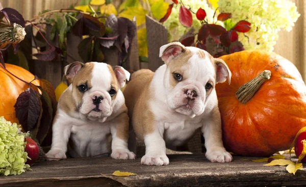 Bulldogs puppies en pompoen Rechtenvrije Stockfoto's