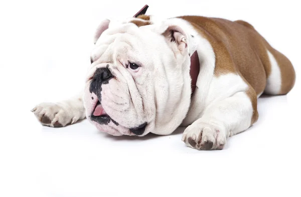 Bulldog inglés Imágenes De Stock Sin Royalties Gratis