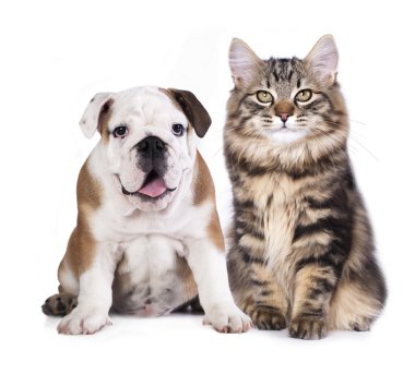 Cat and dog clipart