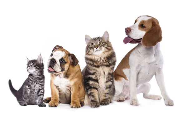 Gatto e cane — Foto Stock