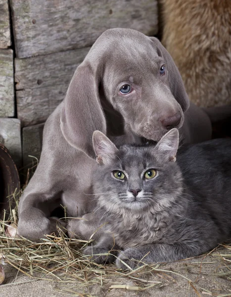 Chat et chien Photo De Stock