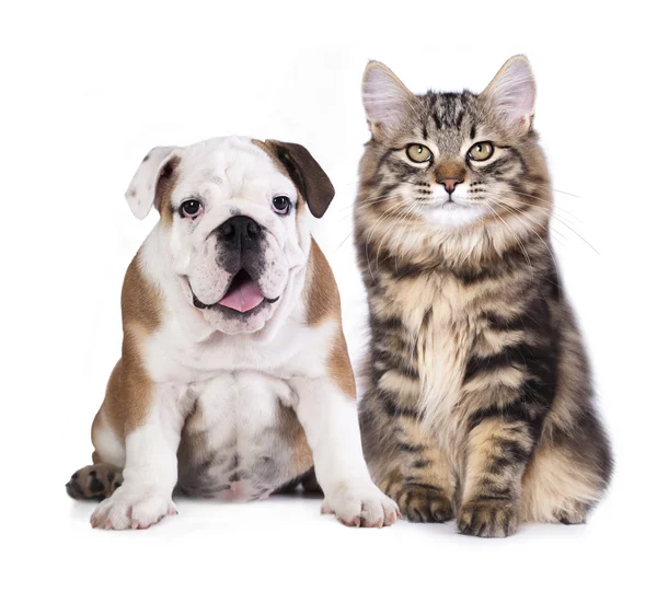 Katze und Hund Stockbild