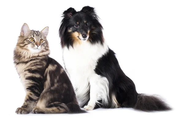 Кіт і пес Стокове Фото