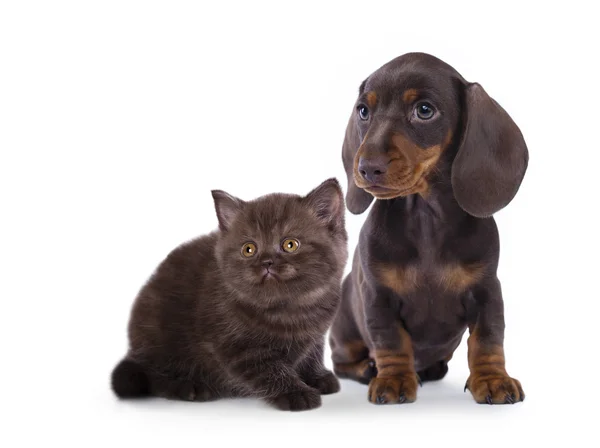 Macska és kutya Stock Kép