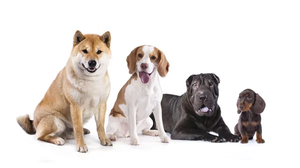 Gruppe von Hunden und Jungtieren — Stockfoto