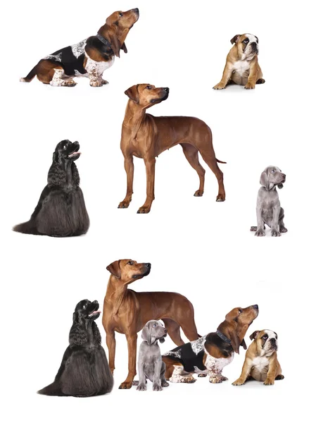 Group of dogs and kittens — Stock Photo, Image