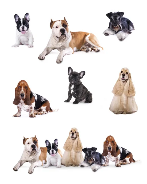 Gruppe von Hunden und Jungtieren — Stockfoto