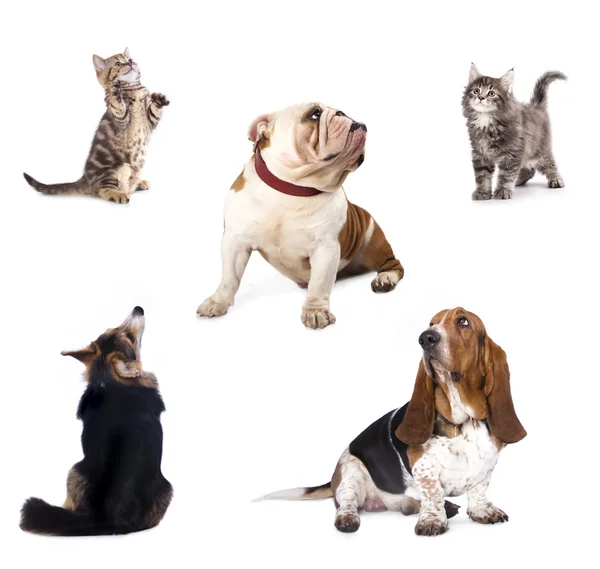 Grupo de perros y gatitos — Foto de Stock